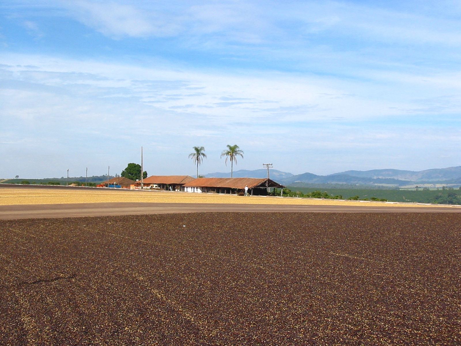 Illycafé Trockene Aufbereitung Kaffee